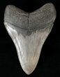 Serrated Lower Megalodon Tooth #15988-2